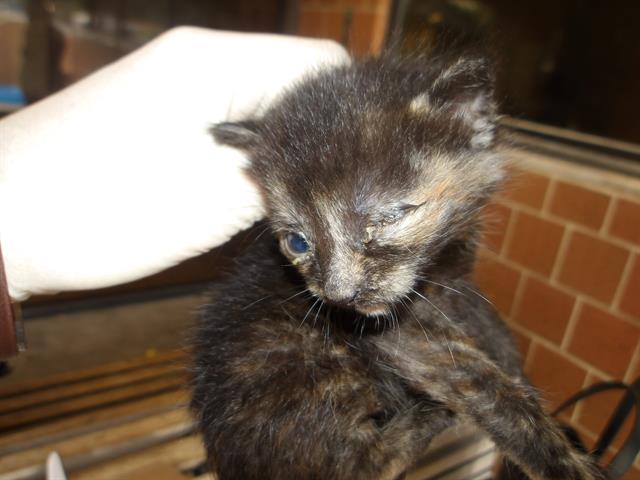 Adoptable Cat