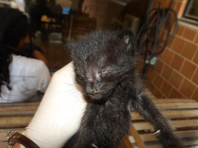 Adoptable Cat