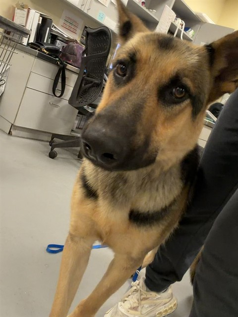 Mojo