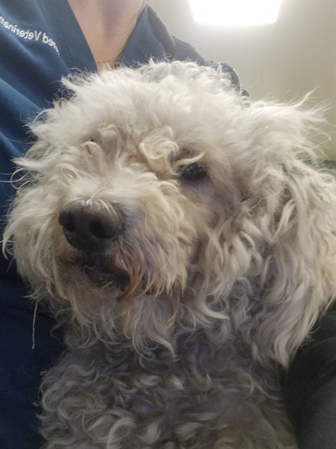 Cottonball