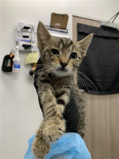 Adoptable Cat