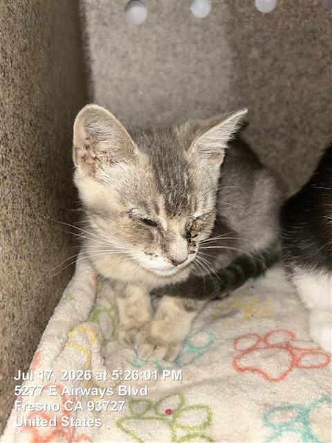 Adoptable Cat