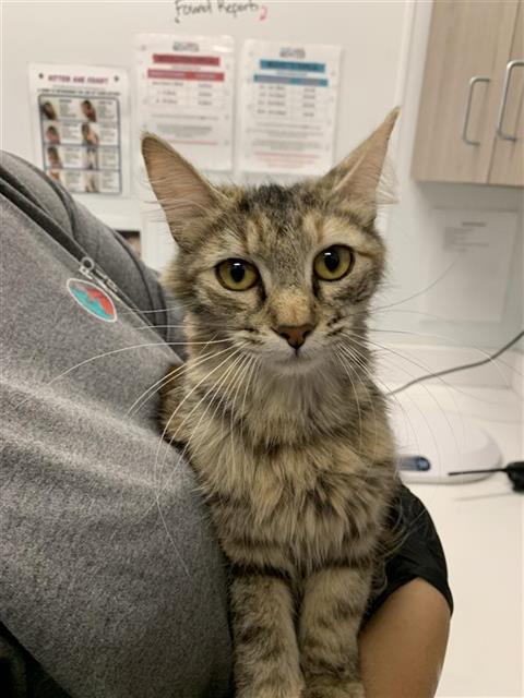 Adoptable Cat