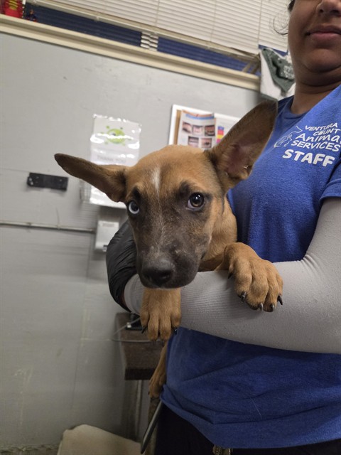 Adoptable Dog
