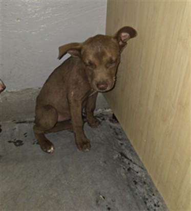 Adoptable Dog