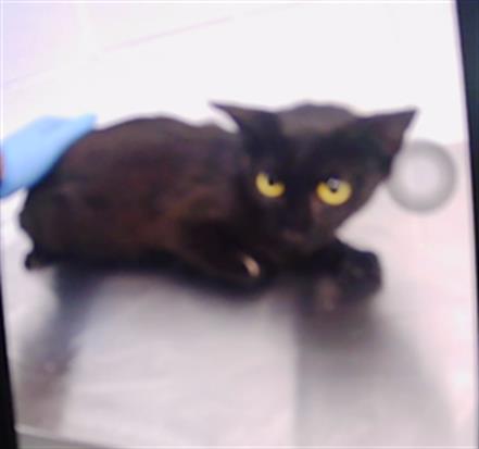 Adoptable Cat