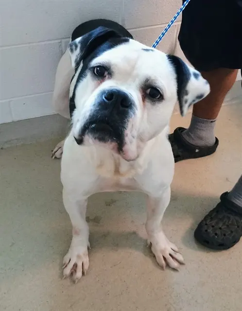 Adoptable Dog