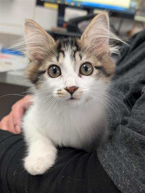 Sylvie