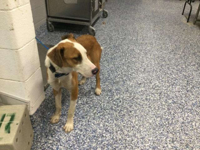 Adoptable Dog