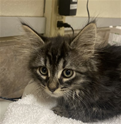 Adoptable Cat