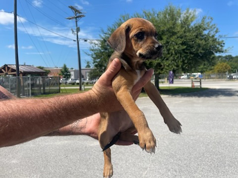 Adoptable Dog