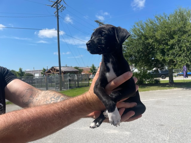 Adoptable Dog