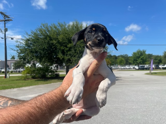 Adoptable Dog