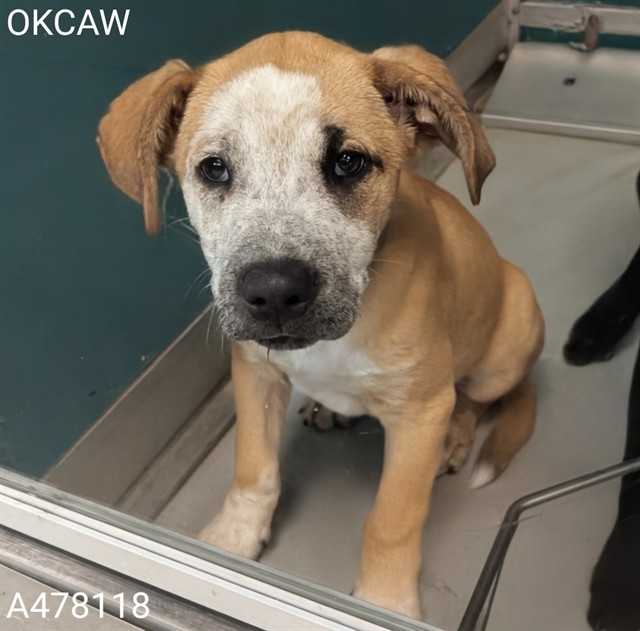 Adoptable Dog