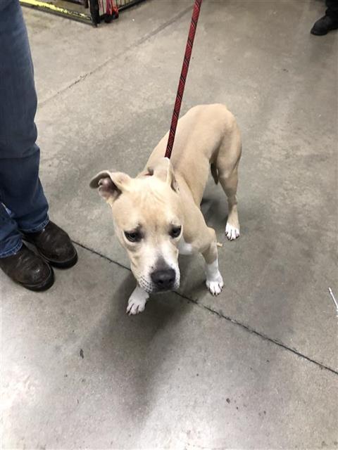 Adoptable Dog