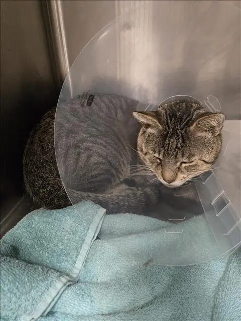 Adoptable Cat