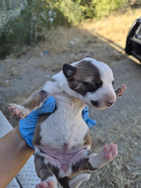 Adoptable Dog