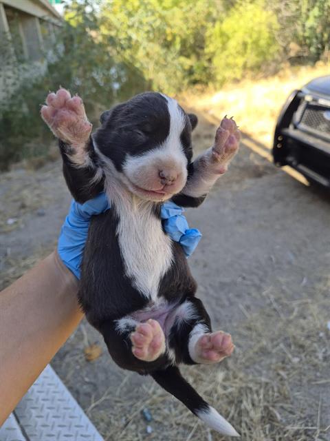 Adoptable Dog