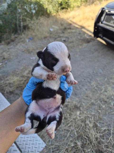 Adoptable Dog