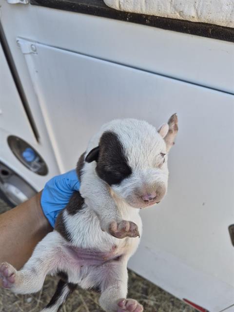 Adoptable Dog