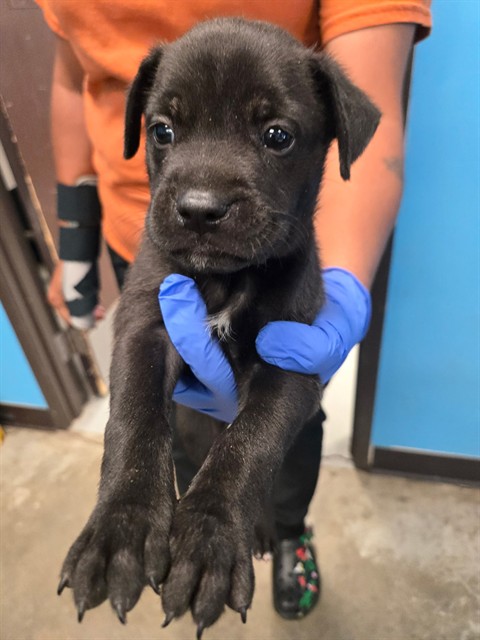 Adoptable Dog