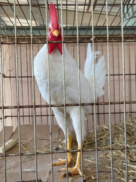 Adoptable Bird