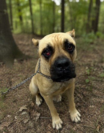Adoptable Dog