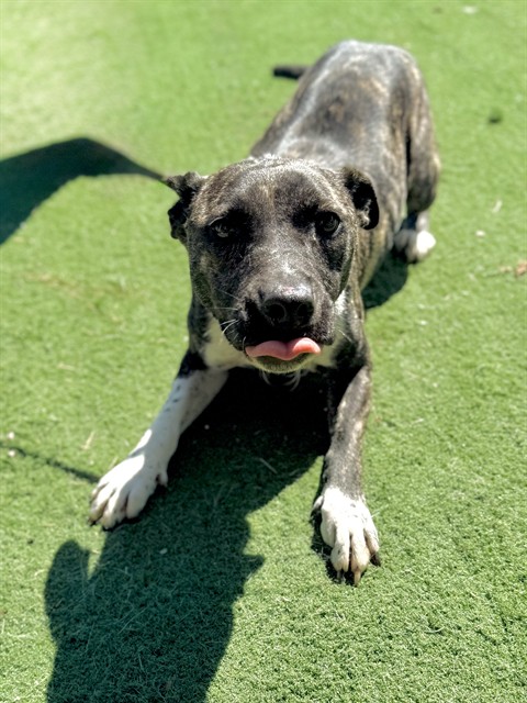 Adoptable Dog