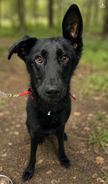 Adoptable Dog