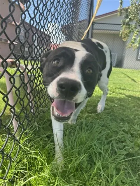 Oreo