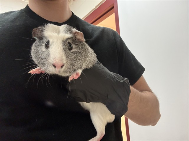 Oreo
