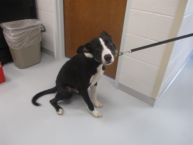 Adoptable Dog