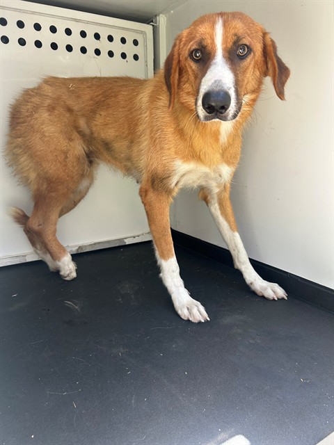 Adoptable Dog