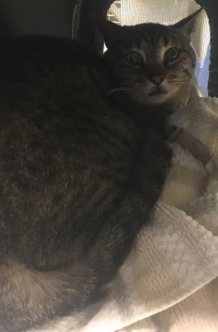 Adoptable Cat