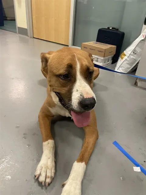 Adoptable Dog