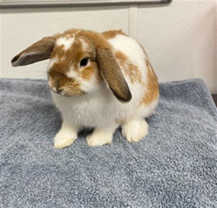 Bun Bun