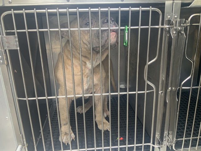 Adoptable Dog