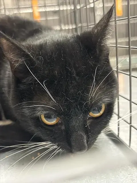Tux