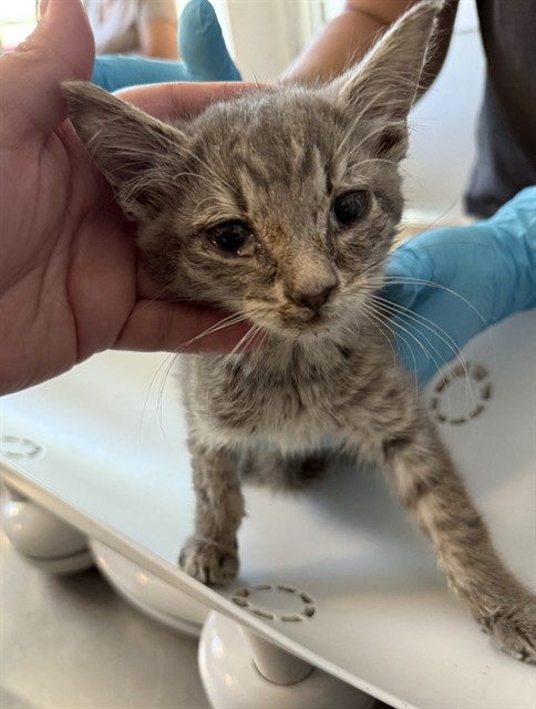Adoptable Cat