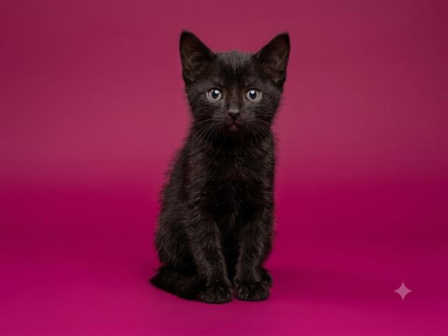 Chocolatte