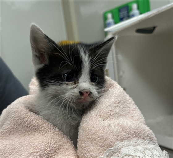 Ken - Needs A Foster
