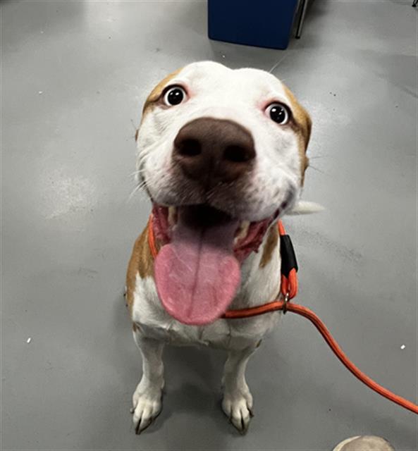 Stella