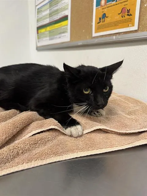 Adoptable Cat