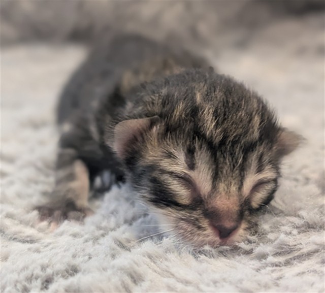 Ollie