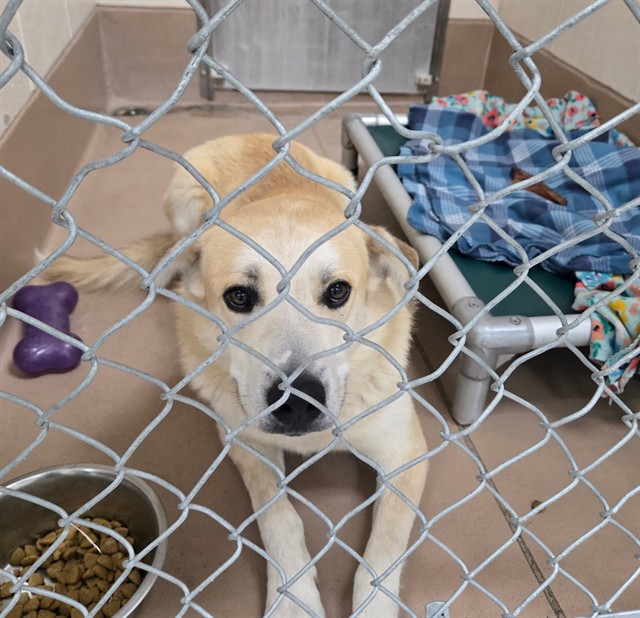 Adoptable Dog