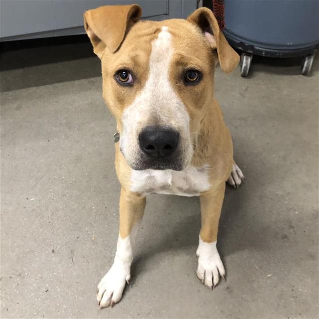 Adoptable Dog