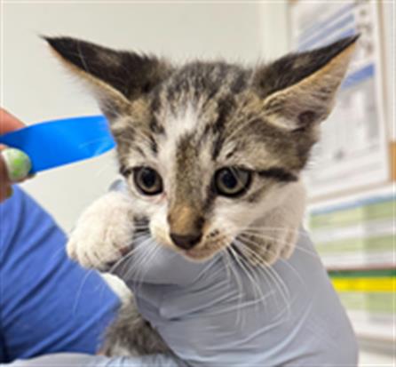 Adoptable Cat