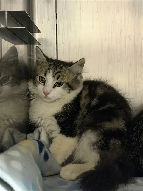 Adoptable Cat