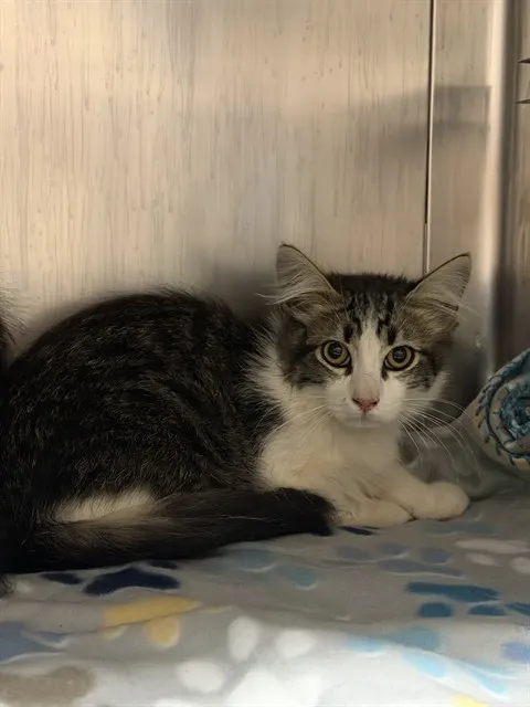 Adoptable Cat