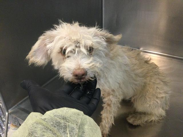 Adoptable Dog